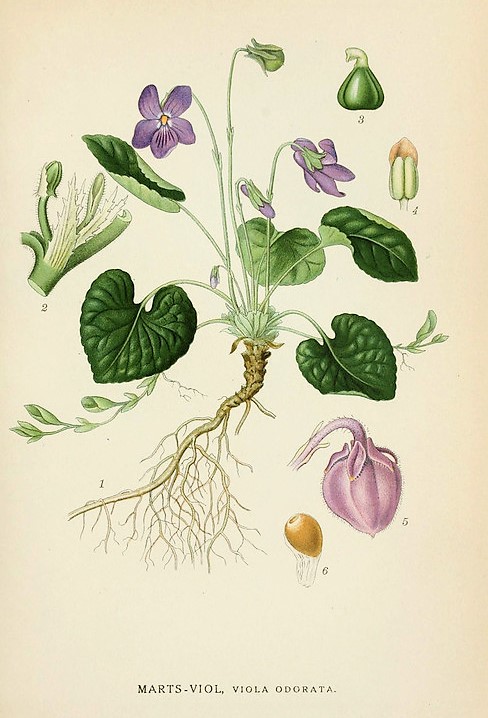 floare toporas violeta padure planta medicinala beneficii sanatate utilizare bucatarie uz extern cosmetica piele uscata