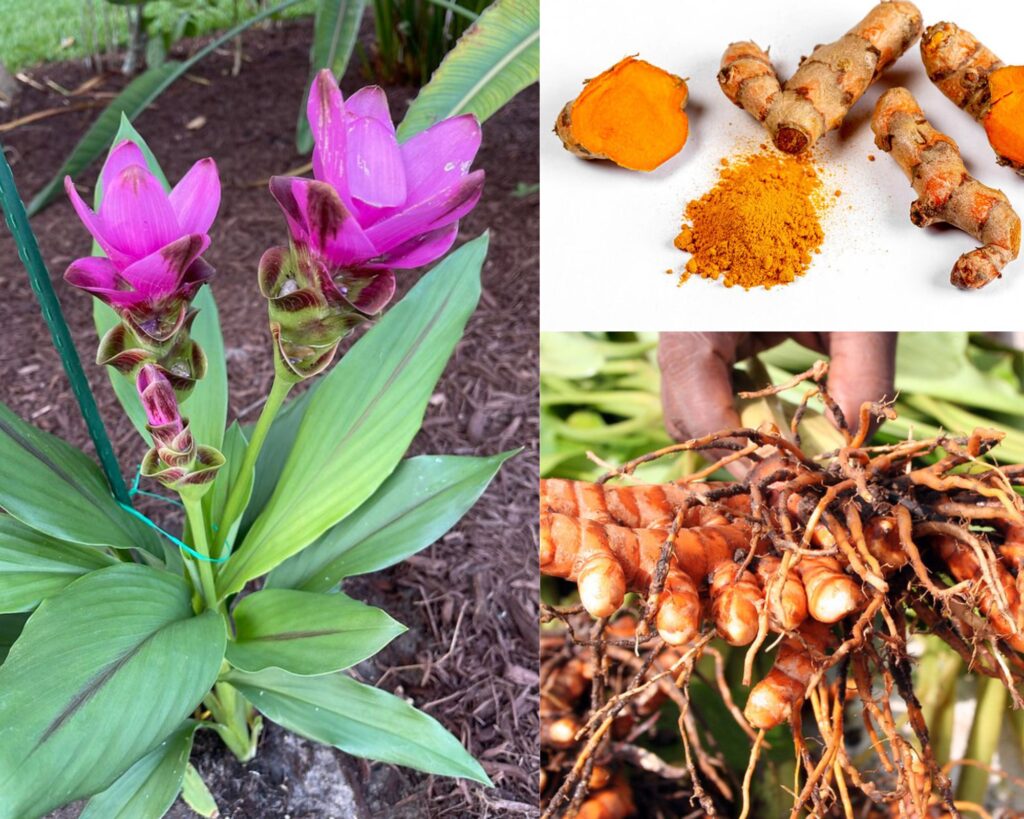 Turmeric (curcuma) – Proprietati, beneficii si precautii – Food is love